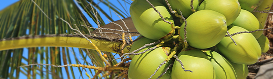 Coconut shell based activated carbon